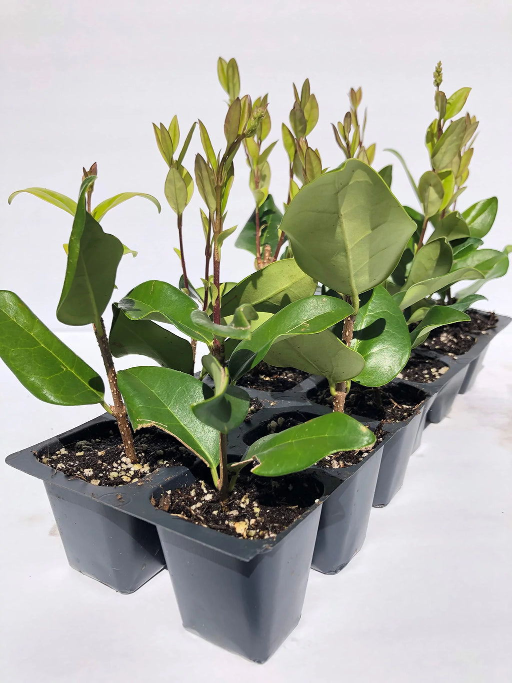 12 Live Plants in 2.5" Nursery Containers D255979