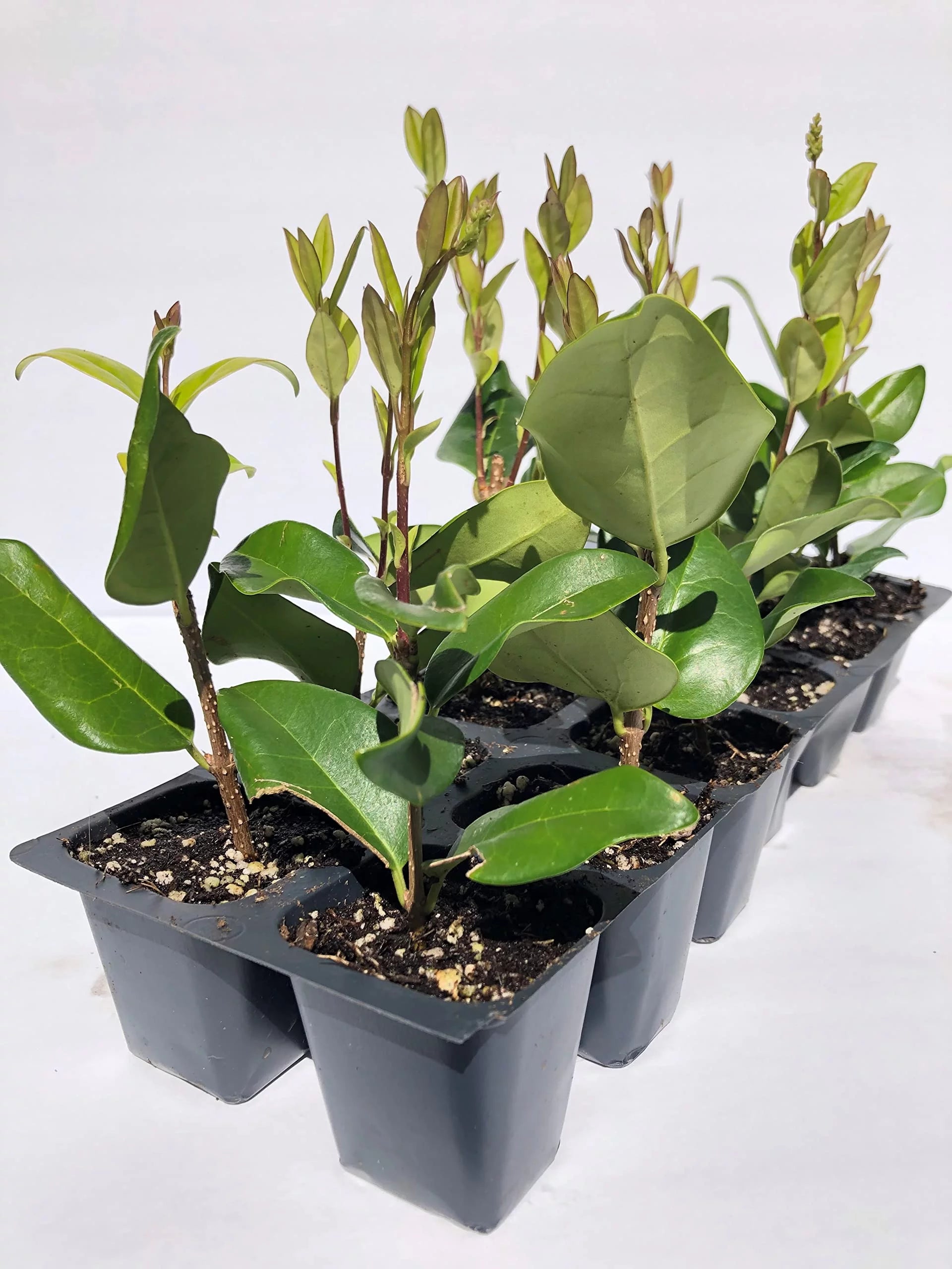 12 Live Plants in 2.5" Nursery Containers D255979