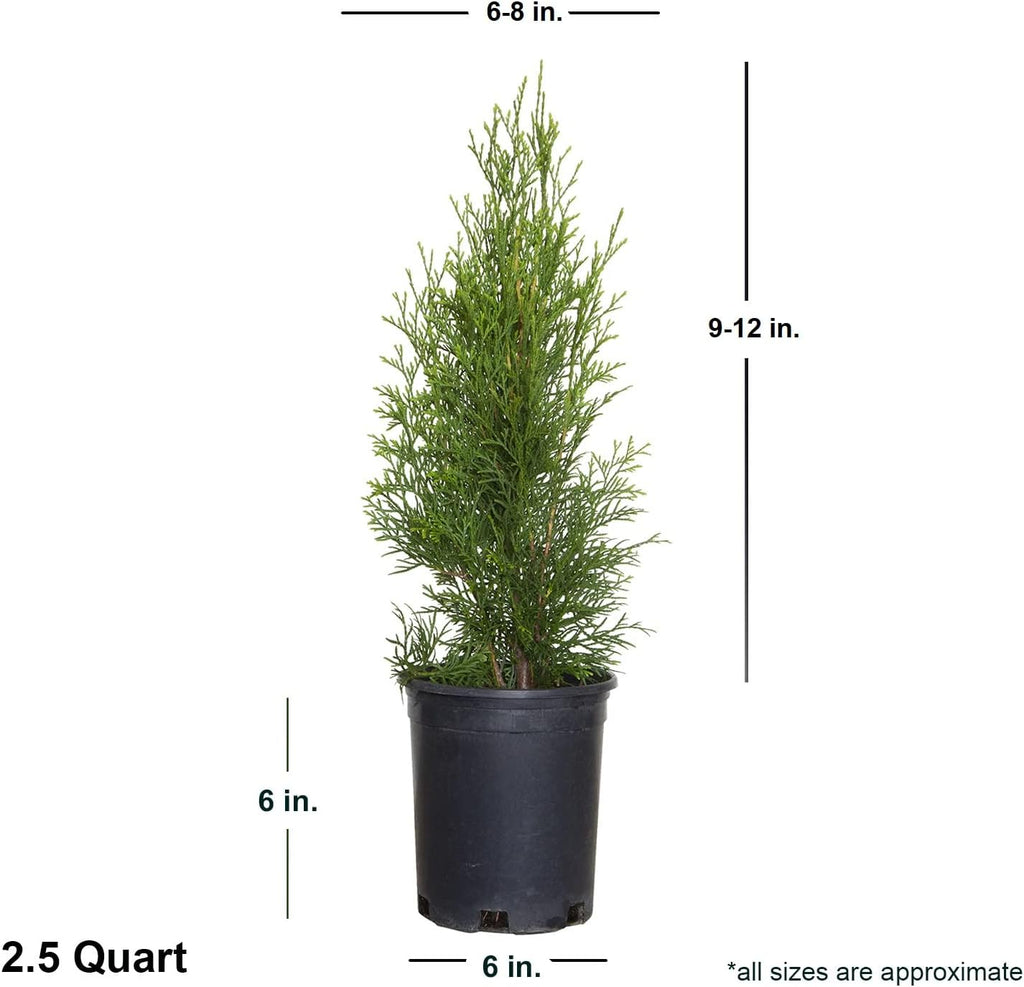 2.5 Qt Emerald Green Arborvitae Evergreen Shrub B3475