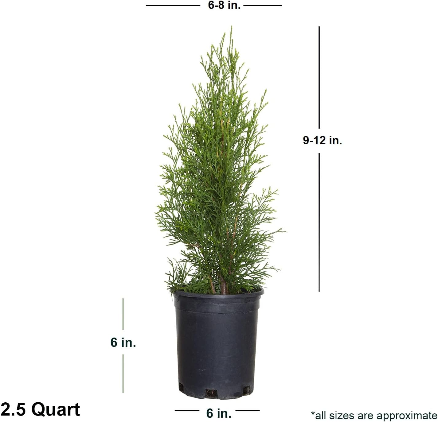2.5 Qt Emerald Green Arborvitae Evergreen Shrub B3475