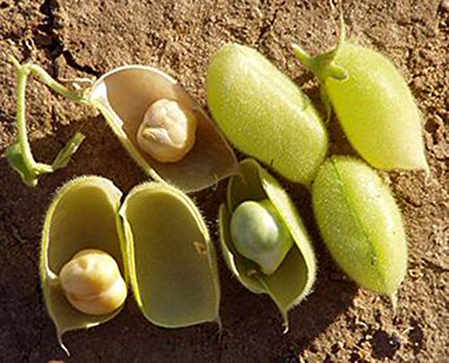 Organic Garbanzo Beans ChickPeas Raw Non-GMO Kosher Sproutable Low Sodium Bulk Vegan Dietary Fiber 10LB M30174