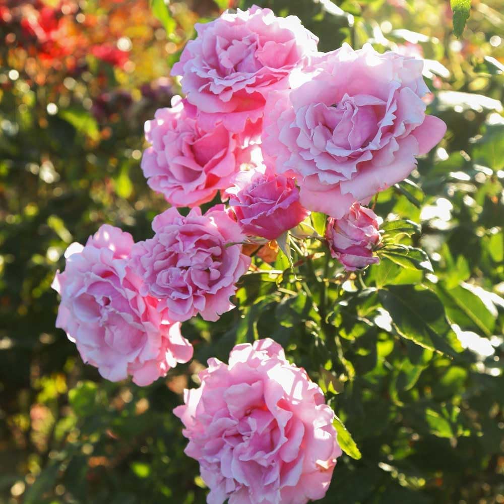 Memorial Day Hybrid Tea Rose Plant Y903