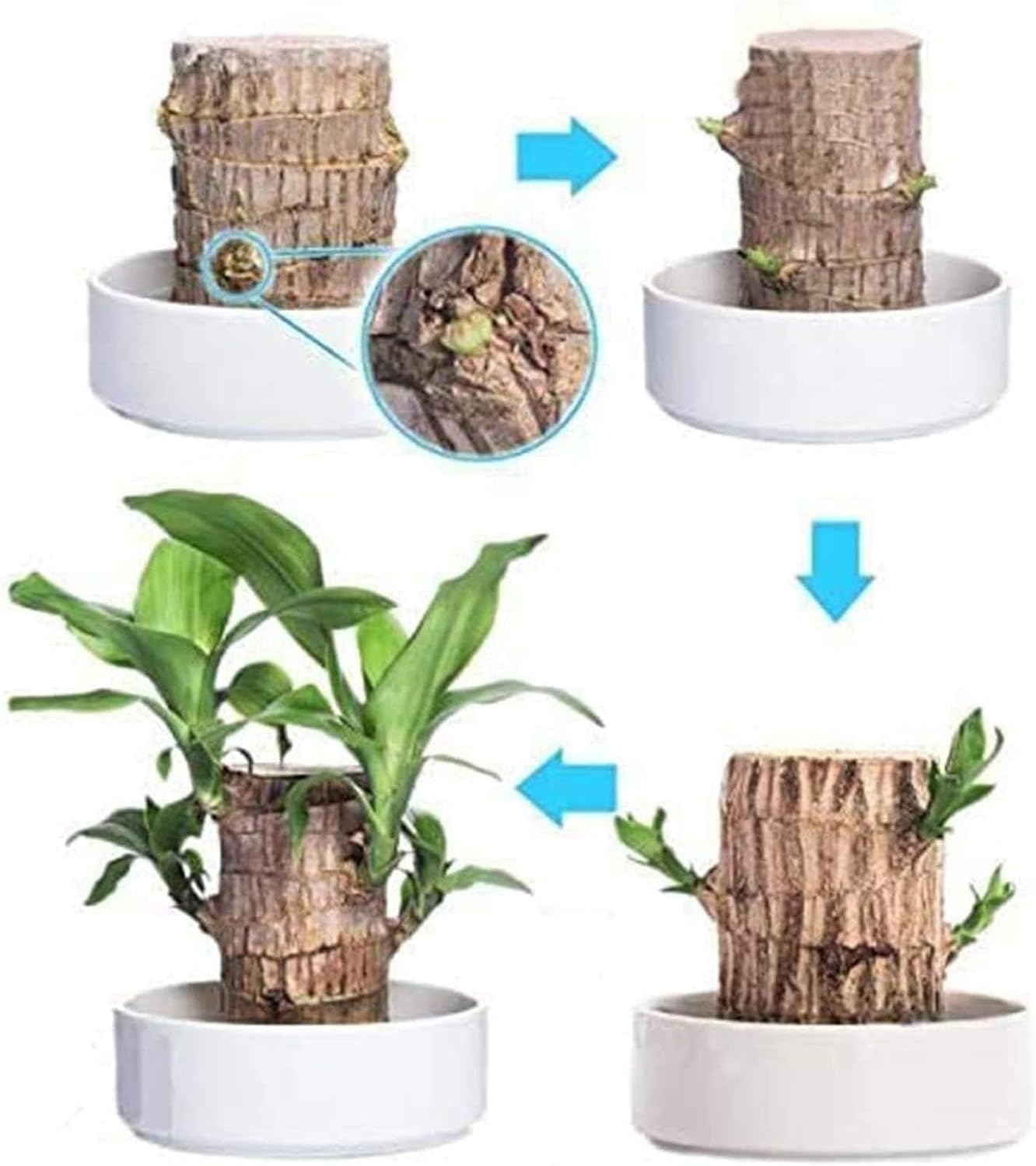 Brazilian Wood Plant I94126
