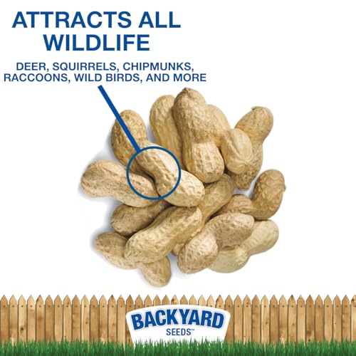 Raw Peanuts 25 Pounds M3172