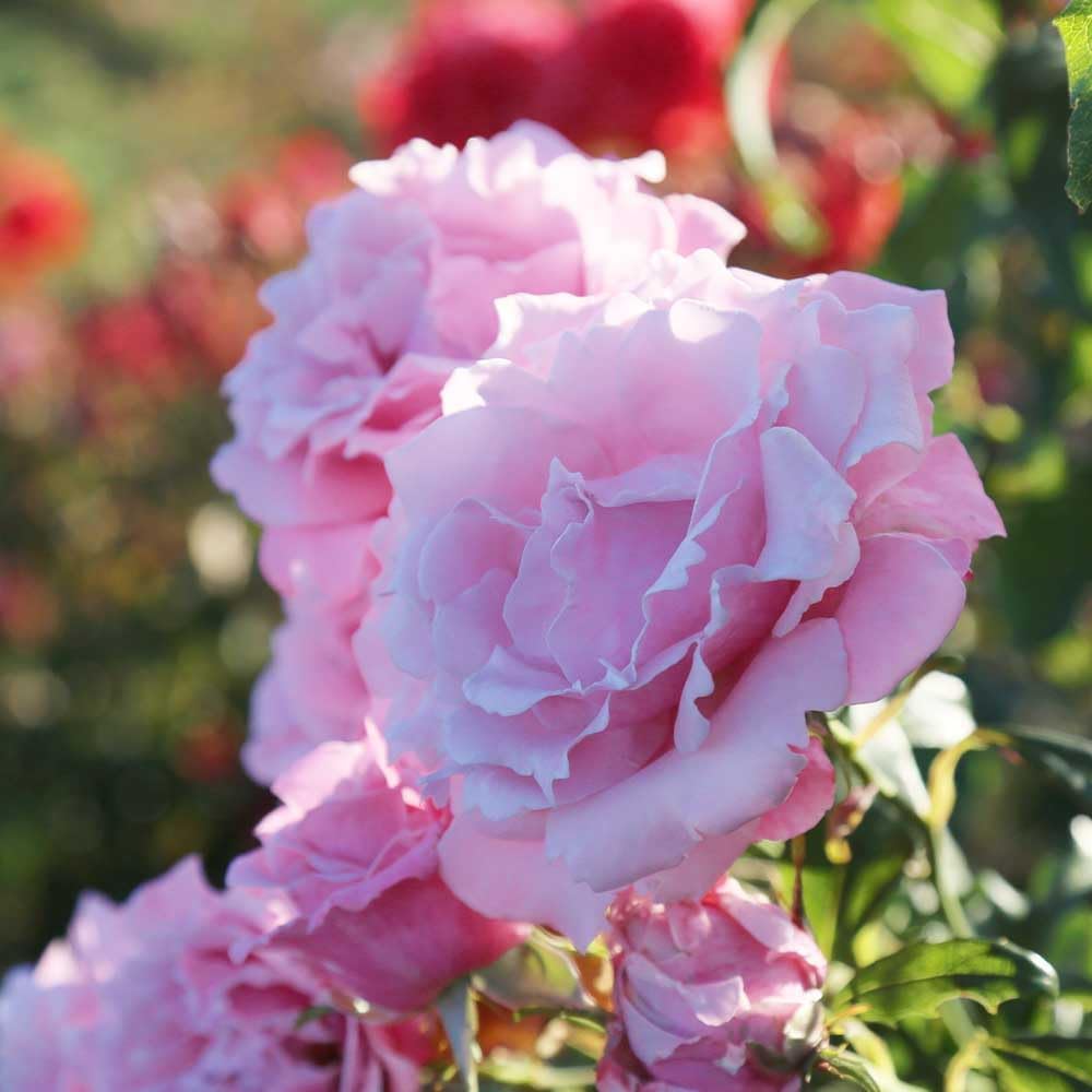 Memorial Day Hybrid Tea Rose Plant Y903