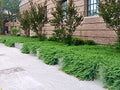 30 Live Plants Evergreen Ground Cover Z612165