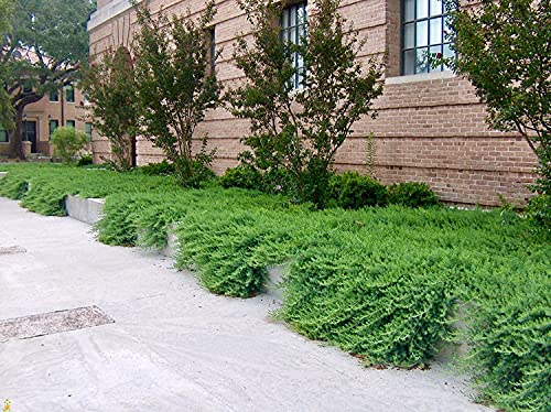 30 Live Plants Evergreen Ground Cover Z612165
