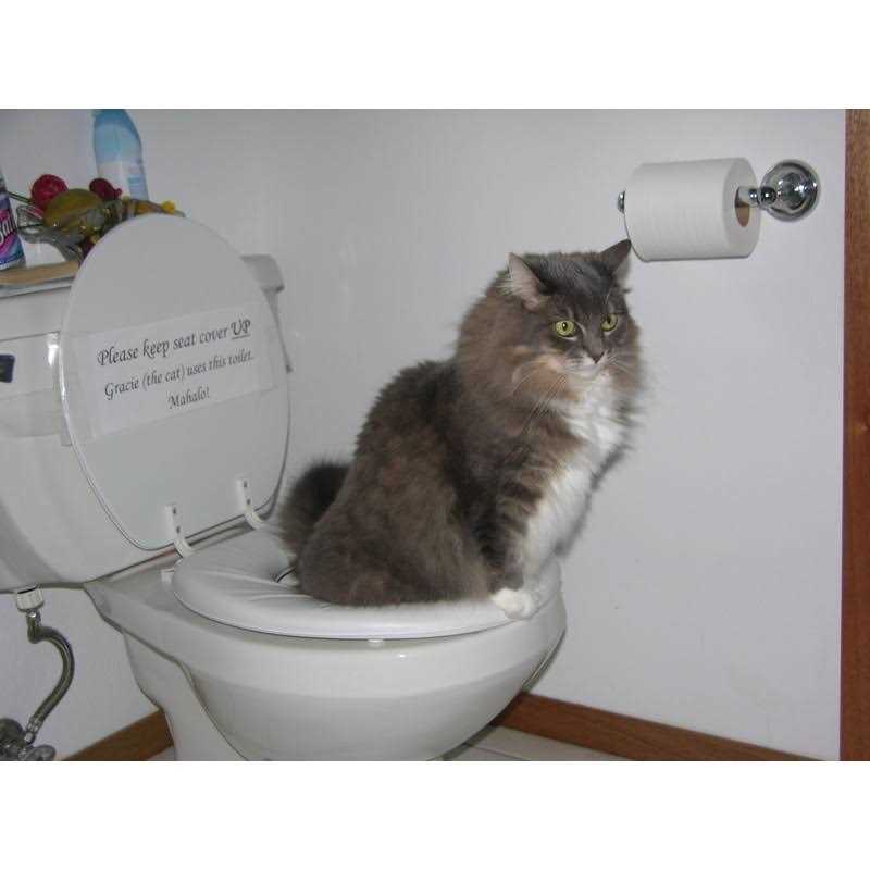 Cat Toilet Training Kit M62532