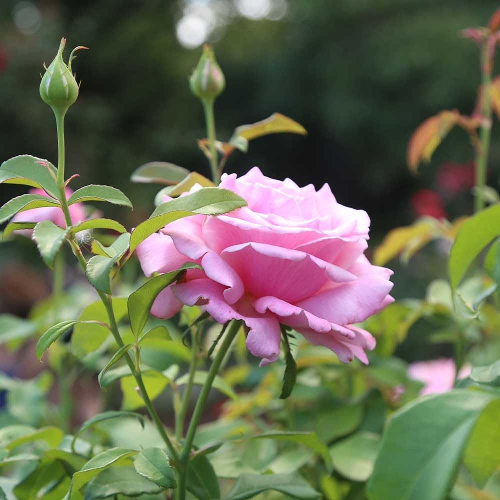 Memorial Day Hybrid Tea Rose Plant Y903