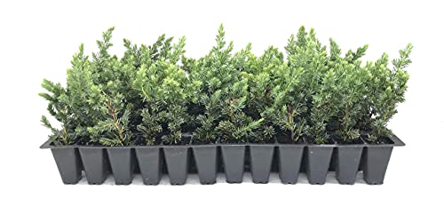 30 Live Plants Evergreen Ground Cover Z612165