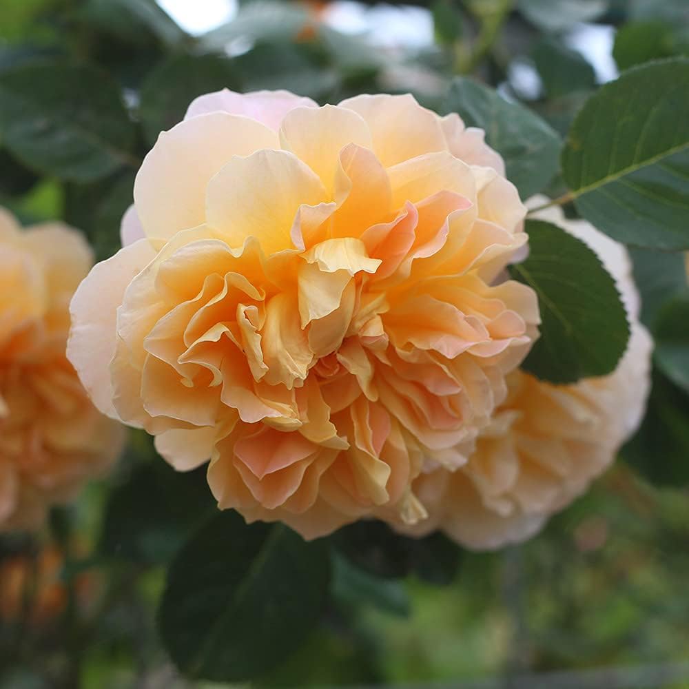 Climbing Rose Bush A91216