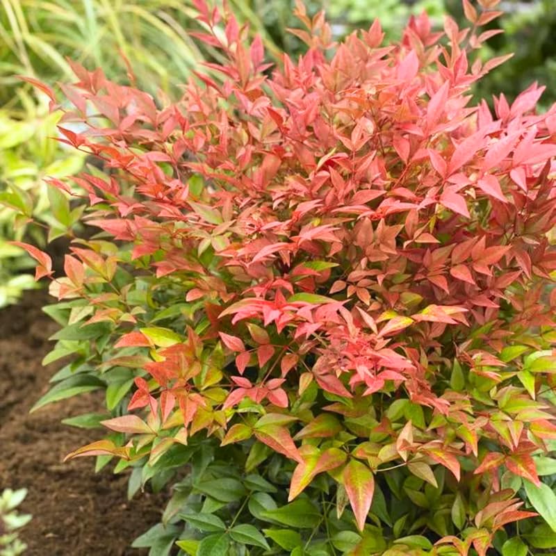 Nandina Shrub Live Plant in Quart Pot G148351