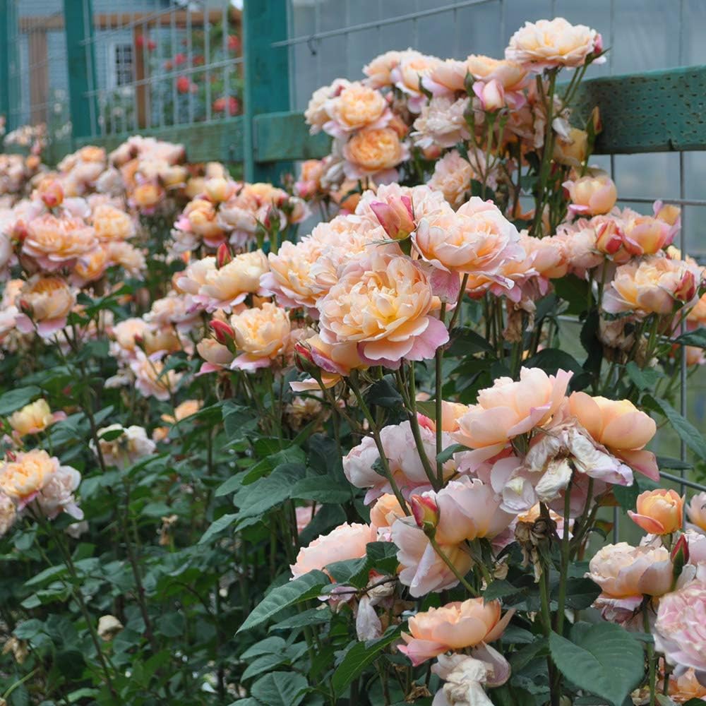 Climbing Rose Bush A91216