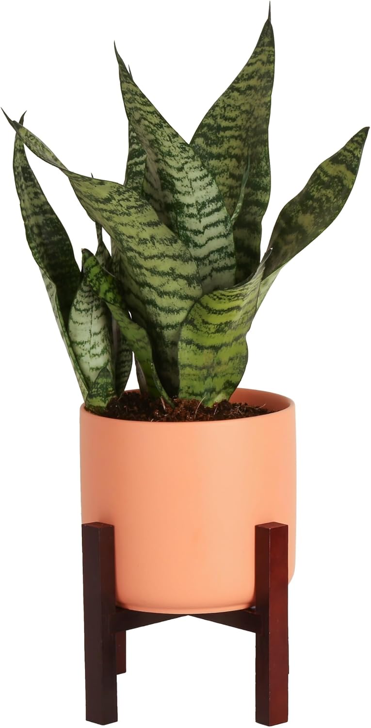 Live Indoor Snake Plant, 12-Inches Tall N80087