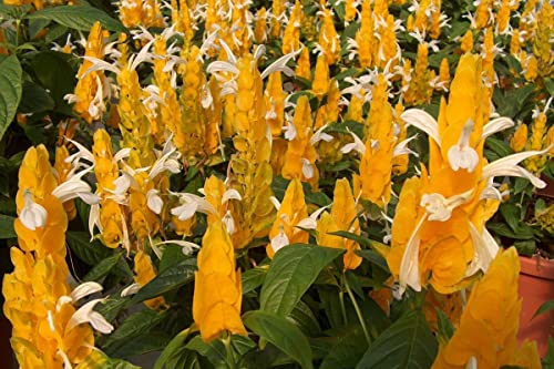 Yellow Shrimp Plants S30724