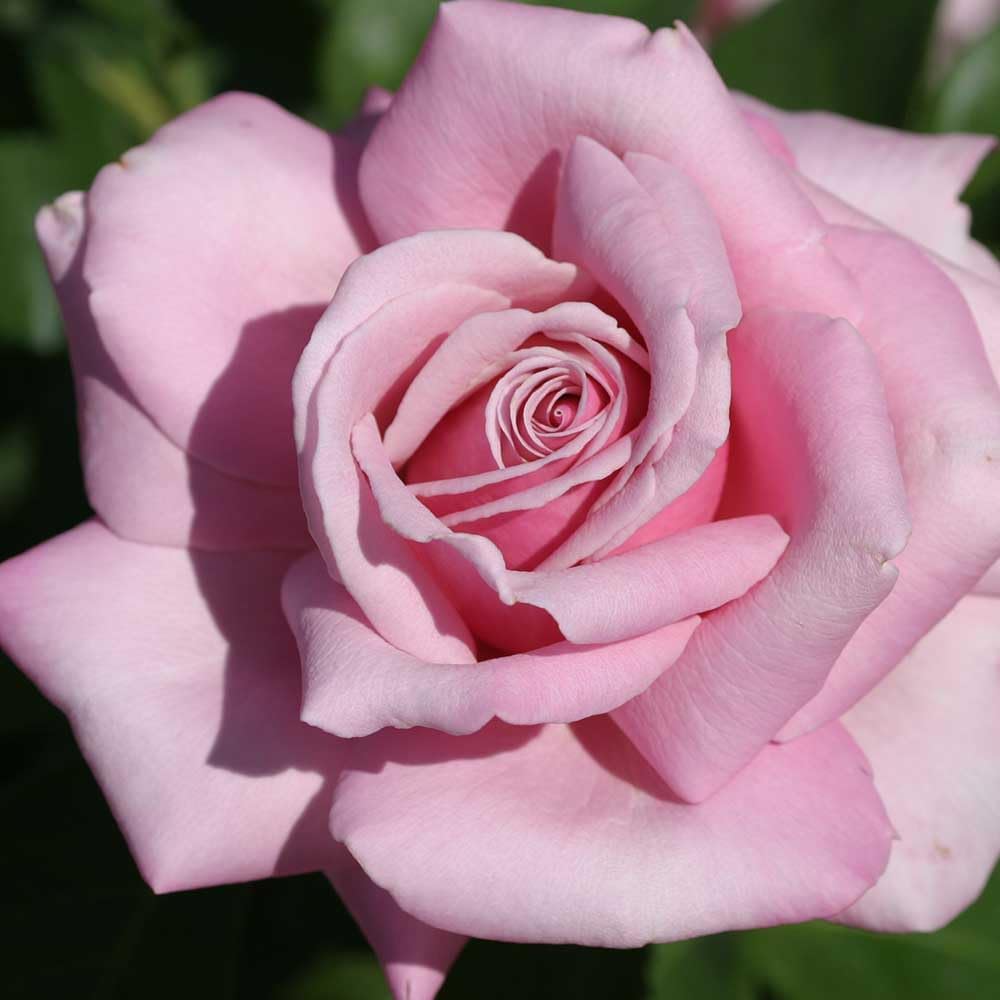Memorial Day Hybrid Tea Rose Plant Y903