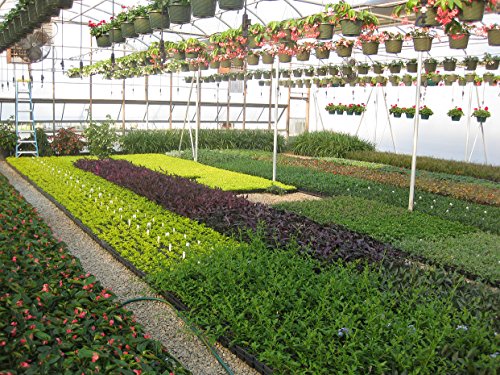 30 Live Plants Evergreen Ground Cover Z612165