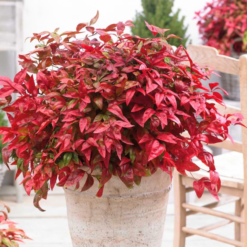 Nandina Shrub Live Plant in Quart Pot G148351