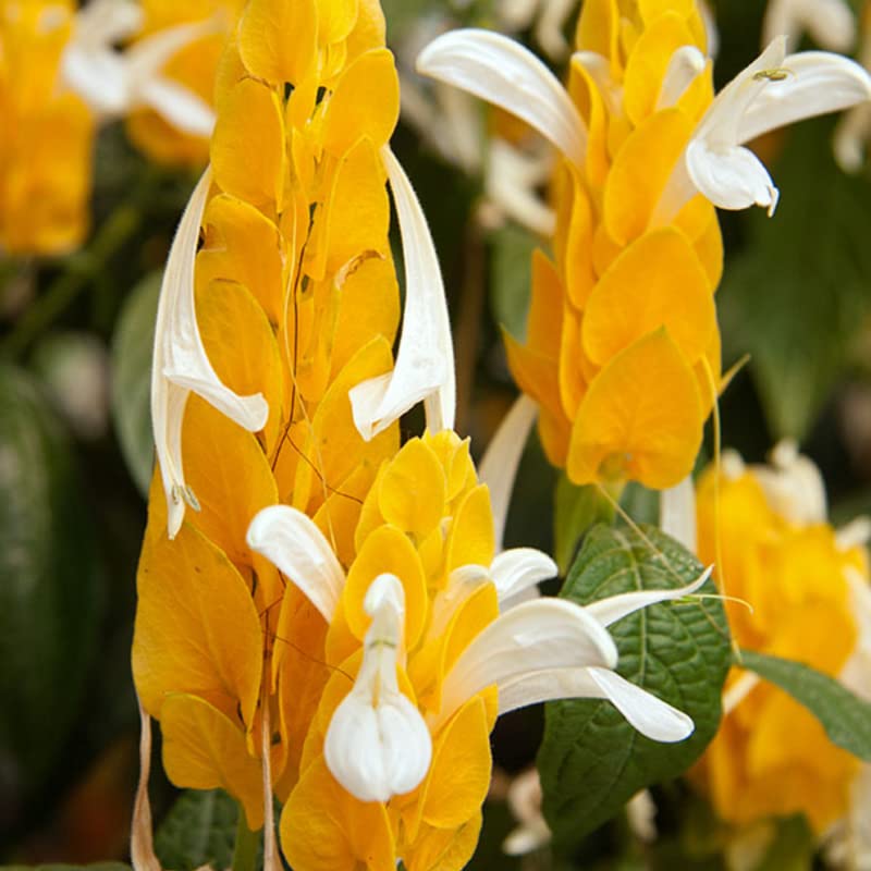 Yellow Shrimp Plants S30724