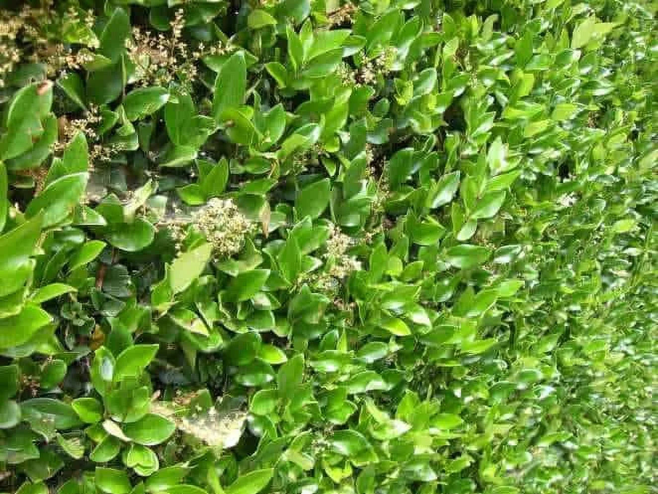 12 Live Plants in 2.5" Nursery Containers D255979