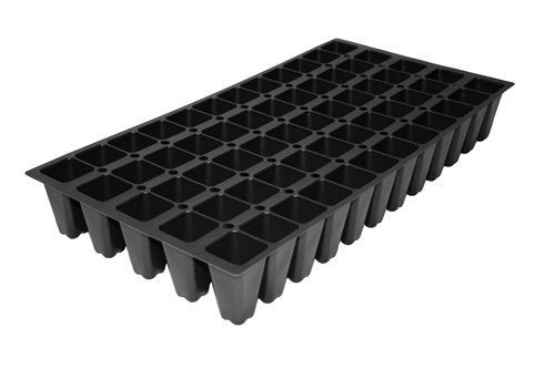 30 Live Plants Evergreen Ground Cover Z612165