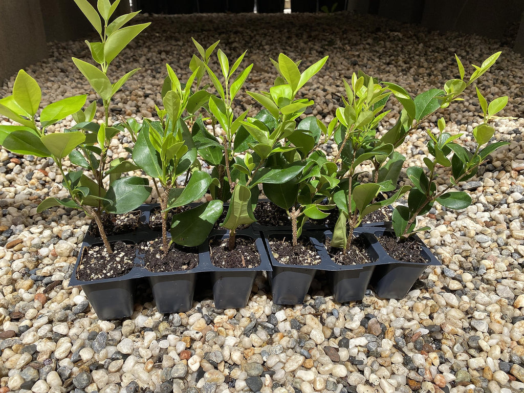 12 Live Plants in 2.5" Nursery Containers D255979