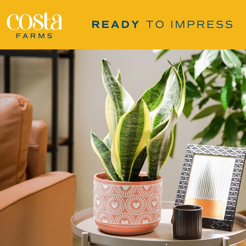 Live Indoor Snake Plant, 12-Inches Tall N80087