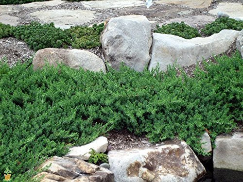 30 Live Plants Evergreen Ground Cover Z612165