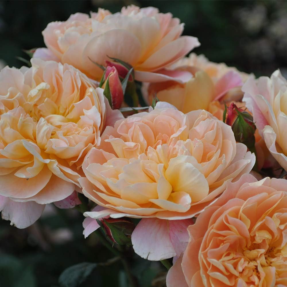 Climbing Rose Bush A91216