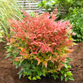 Nandina Shrub Live Plant in Quart Pot G148351