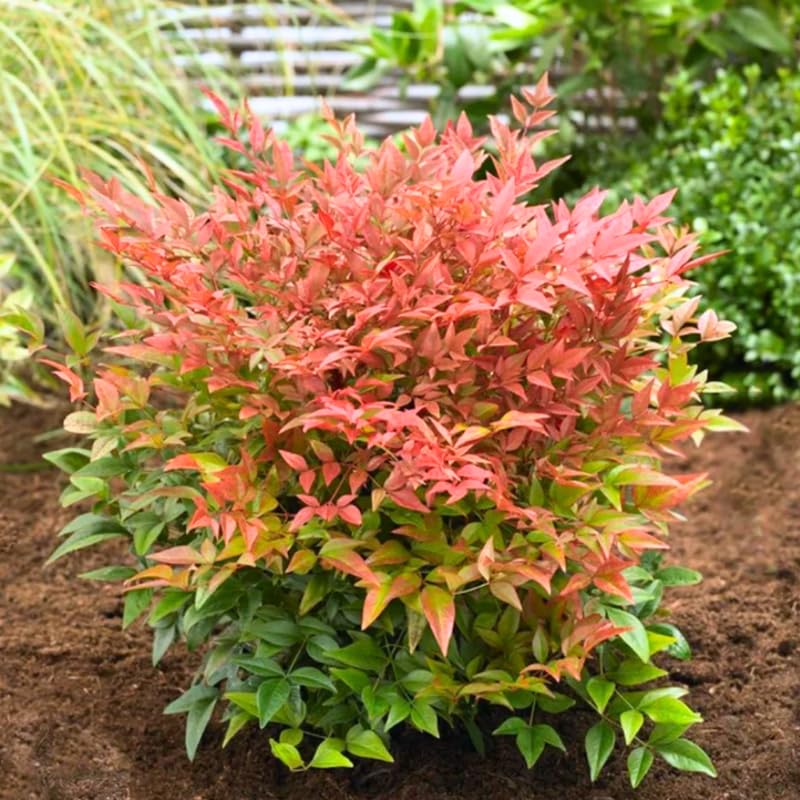 Nandina Shrub Live Plant in Quart Pot G148351
