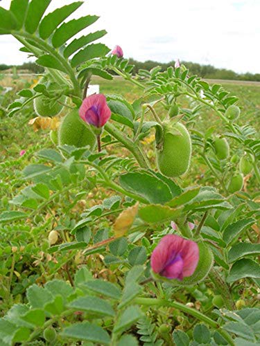 Organic Garbanzo Beans ChickPeas Raw Non-GMO Kosher Sproutable Low Sodium Bulk Vegan Dietary Fiber 10LB M30174