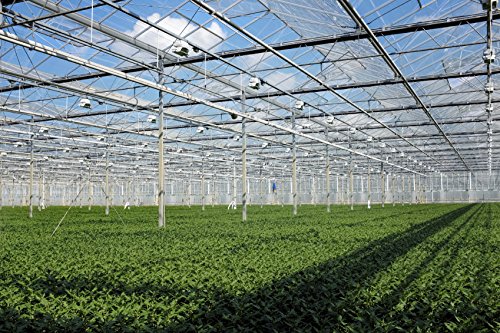 30 Live Plants Evergreen Ground Cover Z612165