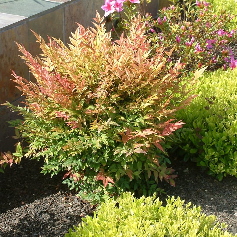 Nandina Shrub Live Plant in Quart Pot G148351