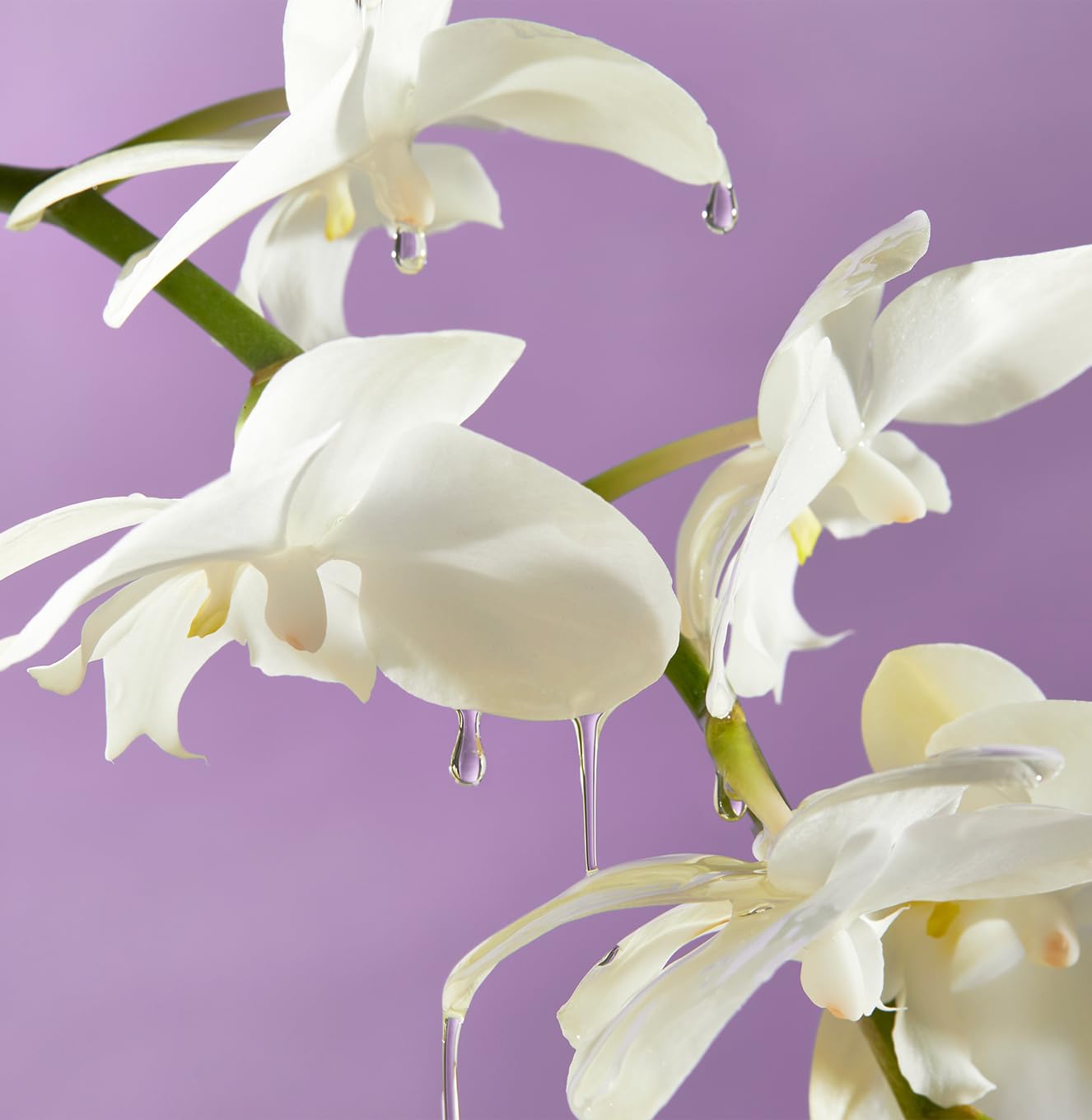Island Orchid Body Oil X76730