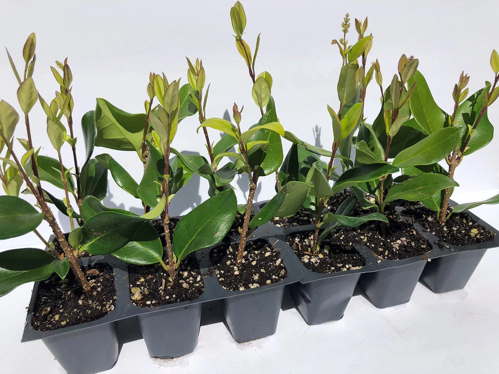 12 Live Plants in 2.5" Nursery Containers D255979