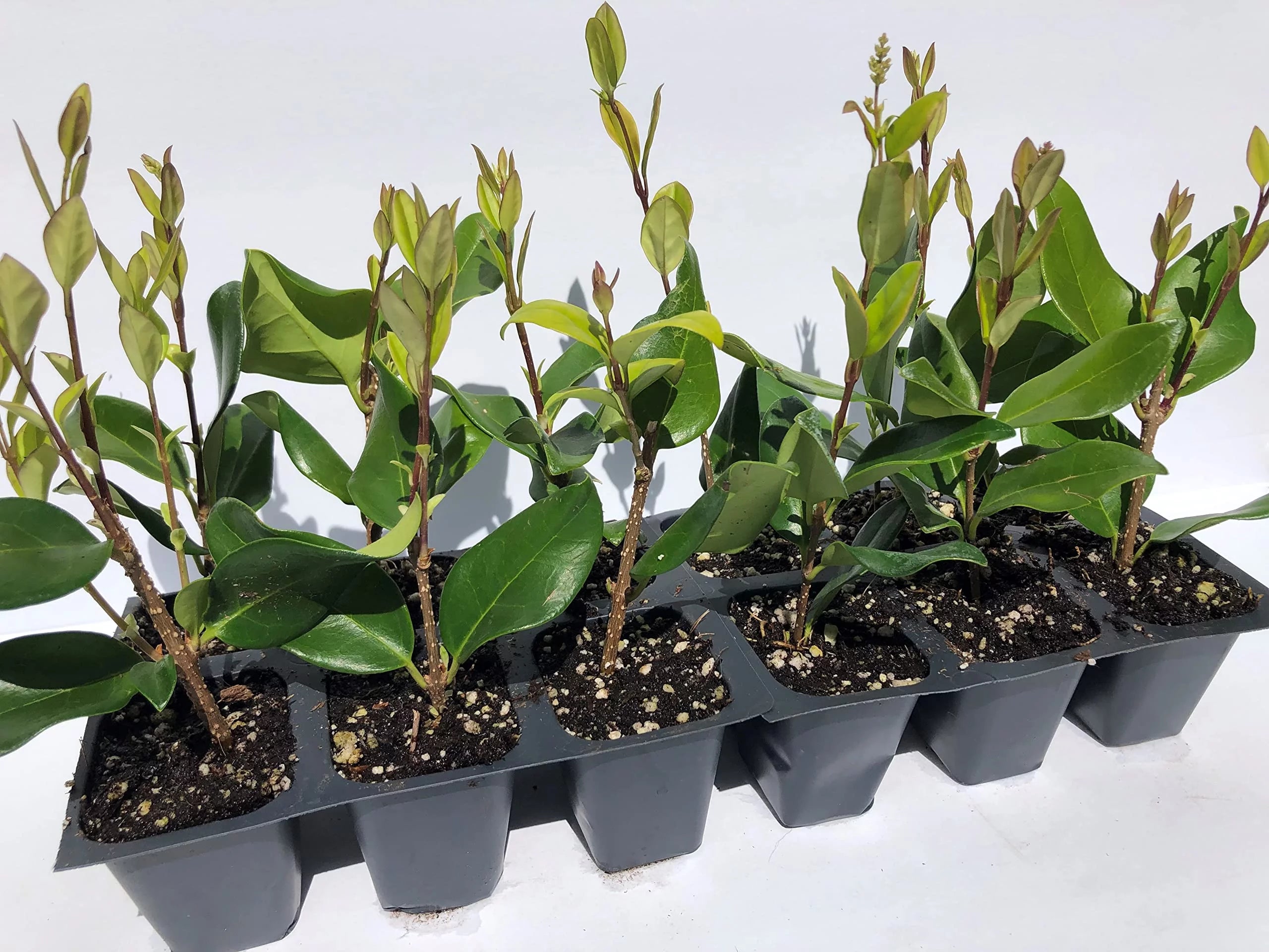 12 Live Plants in 2.5" Nursery Containers D255979