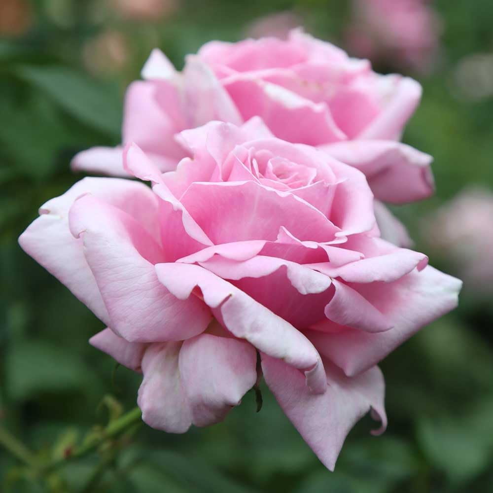 Memorial Day Hybrid Tea Rose Plant Y903
