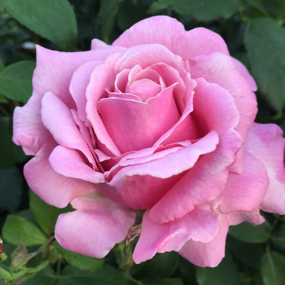 Memorial Day Hybrid Tea Rose Plant Y903