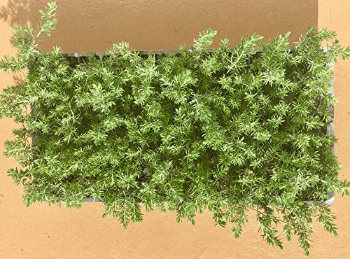 30 Live Plants Evergreen Ground Cover Z612165