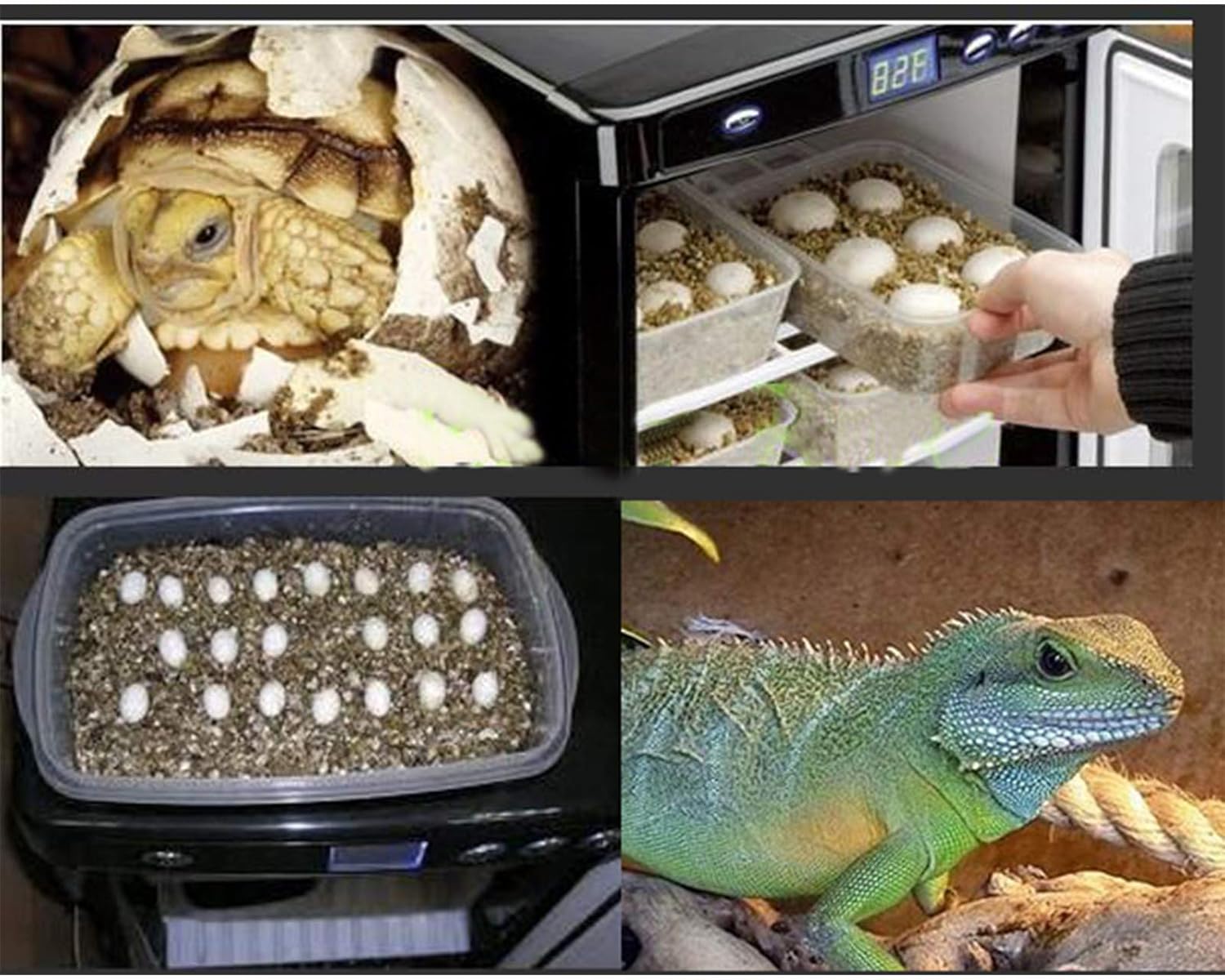 Black Reptile Egg Incubator 25L Capacity Mini Digital Cabinet Style with Heating and Cooling 5-60°C 12V/110V P17457