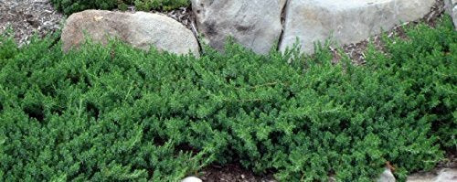 30 Live Plants Evergreen Ground Cover Z612165
