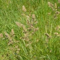 25 lbs Orchard Pasture Grass Seed V600