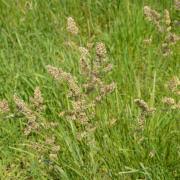 25 lbs Orchard Pasture Grass Seed V600
