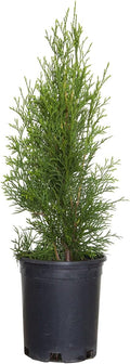 2.5 Qt Emerald Green Arborvitae Evergreen Shrub B3475
