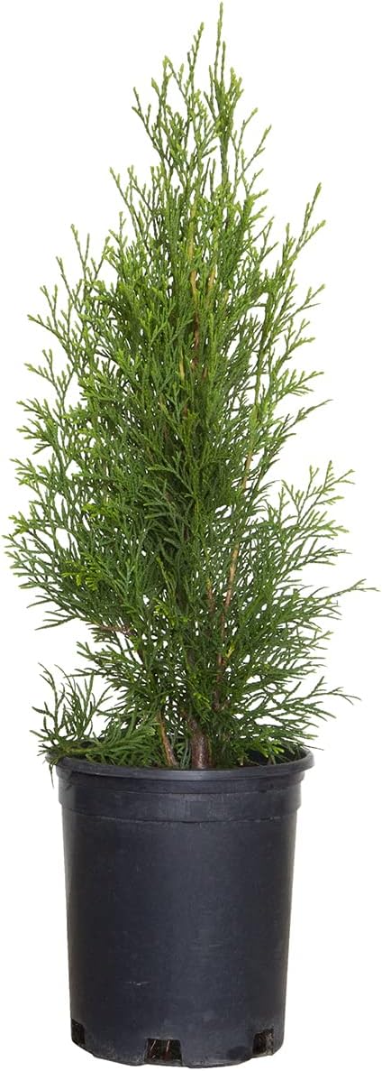 2.5 Qt Emerald Green Arborvitae Evergreen Shrub B3475