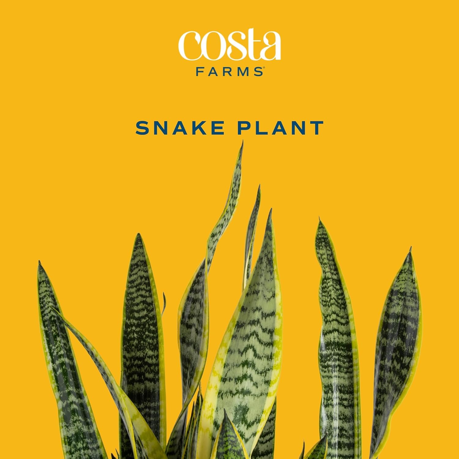Live Indoor Snake Plant, 12-Inches Tall N80087