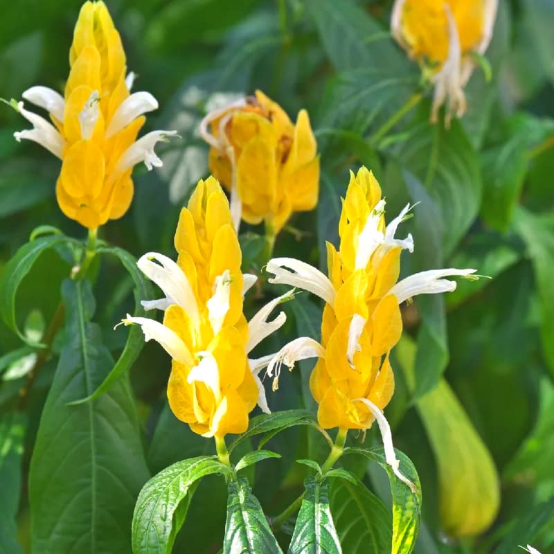 Yellow Shrimp Plants S30724