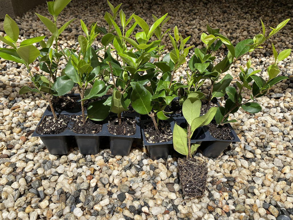 12 Live Plants in 2.5" Nursery Containers D255979