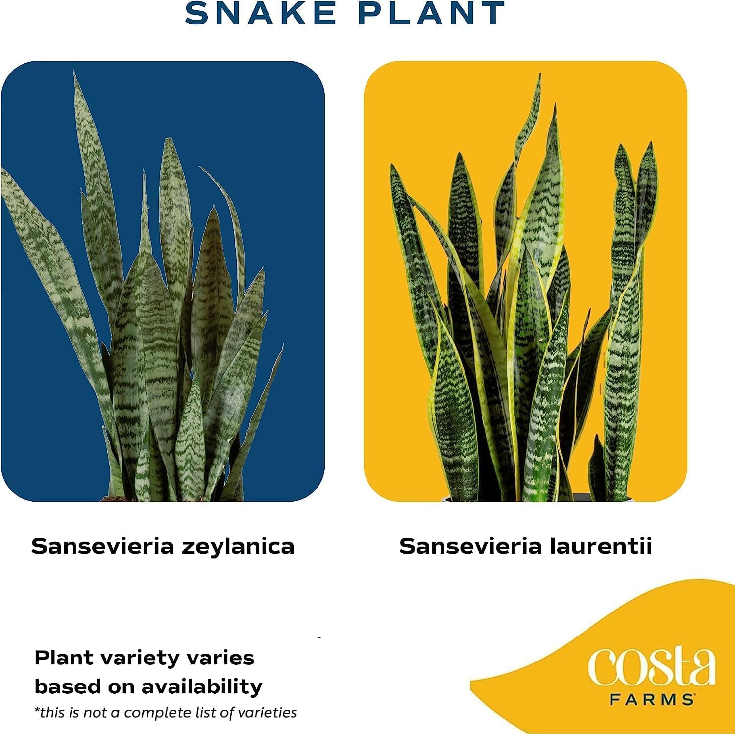 Live Indoor Snake Plant, 12-Inches Tall N80087